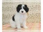 Miniature Bernedoodle PUPPY FOR SALE ADN-784356 - Patsy