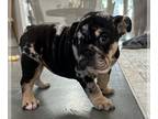 Bulldog PUPPY FOR SALE ADN-784359 - English Bulldog