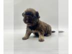 Pug PUPPY FOR SALE ADN-784360 - AKC Fluffy Chocolate Male