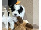 Shih-Poo PUPPY FOR SALE ADN-784361 - Shihpoo puppy male