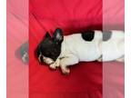 French Bulldog PUPPY FOR SALE ADN-784363 - Frenchies