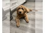 Goldendoodle PUPPY FOR SALE ADN-784364 - Goldendoodle puppy