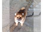 Pomeranian PUPPY FOR SALE ADN-784370 - Pomeranian puppy