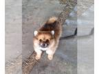 Pomeranian PUPPY FOR SALE ADN-784370 - Mothers day deal