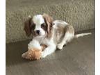 Cavalier King Charles Spaniel PUPPY FOR SALE ADN-784374 - Cavaliers