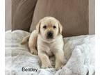 Labrador Retriever PUPPY FOR SALE ADN-784375 - AKC Male Yellow Labrador