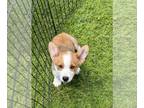 Pembroke Welsh Corgi PUPPY FOR SALE ADN-784378 - Pembroke Welsh Corgi