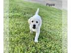 Labrador Retriever PUPPY FOR SALE ADN-784381 - AKC Female Labrador Retriever