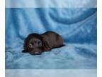 Dachshund PUPPY FOR SALE ADN-784384 - Pure Black Boy Miniature Dachshund