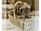 Shih Tzu PUPPY FOR SALE ADN-784387 - AKC Shih Tzu