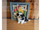 Morkie PUPPY FOR SALE ADN-784388 - Morkie Male