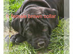 Cane Corso PUPPY FOR SALE ADN-784389 - Valkyrie Cane Corso Kennel