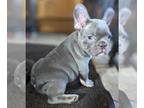 French Bulldog PUPPY FOR SALE ADN-784392 - French Bulldog Puppy for sale in