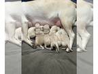 Labrador Retriever PUPPY FOR SALE ADN-784393 - Cream Yellow Labrador Retriever