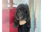 Goldendoodle PUPPY FOR SALE ADN-784395 - Goldendoodle Puppy