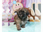 Havanese PUPPY FOR SALE ADN-784397 - AKC Champion sired Quincy well socialized