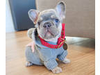 French Bulldog PUPPY FOR SALE ADN-784398 - STUNNING AKC FRENCHIE GIRL