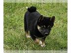 Shiba Inu PUPPY FOR SALE ADN-784399 - Shiba Inu puppy for sale