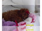 Poodle (Toy) PUPPY FOR SALE ADN-784402 - Poodle Puppy Male Red Purebred