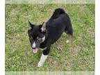 Shiba Inu PUPPY FOR SALE ADN-784403 - Shiba Inu puppy for sale