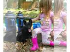 German Shepherd Dog PUPPY FOR SALE ADN-784410 - Black German Shepherd puppy for