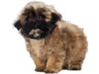 Mal-Shi PUPPY FOR SALE ADN-784413 - MalShi 3