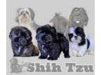 Shih Tzu PUPPY FOR SALE ADN-784422 - Short Eared Shih Tzu Crew