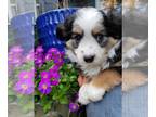 Miniature Australian Shepherd PUPPY FOR SALE ADN-784428 - Toy Australian