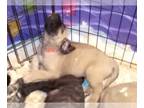 Mastiff PUPPY FOR SALE ADN-784436 - AKC English Mastiff