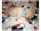 Mastiff PUPPY FOR SALE ADN-784438 - AKC English Mastiff