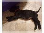 Mastiff PUPPY FOR SALE ADN-784439 - AKC English Mastiff