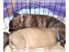 Mastiff PUPPY FOR SALE ADN-784441 - AKC English Mastiff