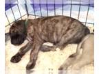 Mastiff PUPPY FOR SALE ADN-784442 - AKC English Mastiff
