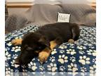 German Shepherd Dog PUPPY FOR SALE ADN-784444 - Started House Breaking German