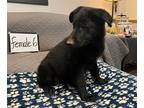 German Shepherd Dog PUPPY FOR SALE ADN-784446 - Started House Breaking German