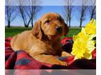 Golden Retriever PUPPY FOR SALE ADN-784452 - ACA Registered Golden Retriever