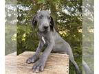 Great Dane PUPPY FOR SALE ADN-784458 - Everly