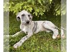 Great Dane PUPPY FOR SALE ADN-784460 - Elsa