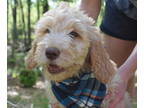 Goldendoodle PUPPY FOR SALE ADN-784466 - Goldendoodle Standard Puppies