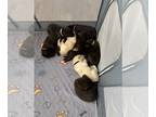 Labrador Retriever PUPPY FOR SALE ADN-784468 - The Sweetest Litter