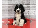 Bernedoodle DOG FOR ADOPTION ADN-784411 - Standard Bernedoodle