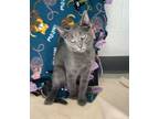 Adopt Spinach a Domestic Short Hair