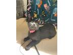 Adopt Ember a Domestic Short Hair