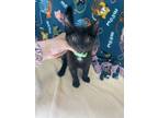 Adopt Oakley a Domestic Short Hair