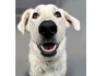 Adopt Gravy Boat a Great Pyrenees, German Shepherd Dog