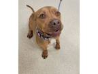 Adopt Arthur a Pit Bull Terrier, Mixed Breed