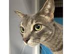 Adopt Pinky a Domestic Short Hair