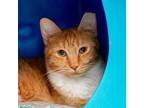 Adopt Zeus (and Hermes) a Domestic Short Hair