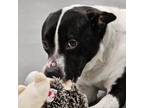 Adopt OREO a Pit Bull Terrier