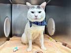 Adopt Royaltee a Domestic Short Hair